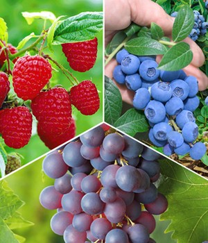 Beeren-Sortiment 'Weintraube, Heidelbeere, Himbeere' zum Vorteilspreis