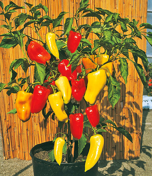 Die Ungarische Paprika 'Gypsy' F1 steht in einem Kübel auf einer Terrasse in der Abendsonne und trägt viele gelbe und rote längliche Paprika.