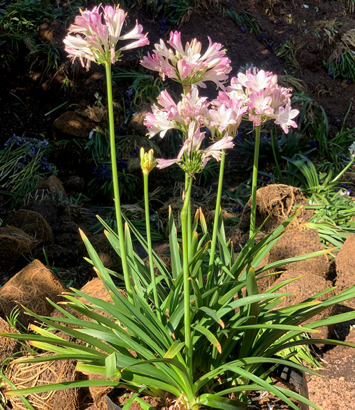 Agapanthus 'Pink Blush'