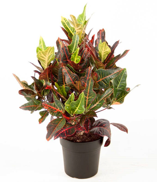 Wunderstrauch 'Kroton' ca. 48-50 cm hoch