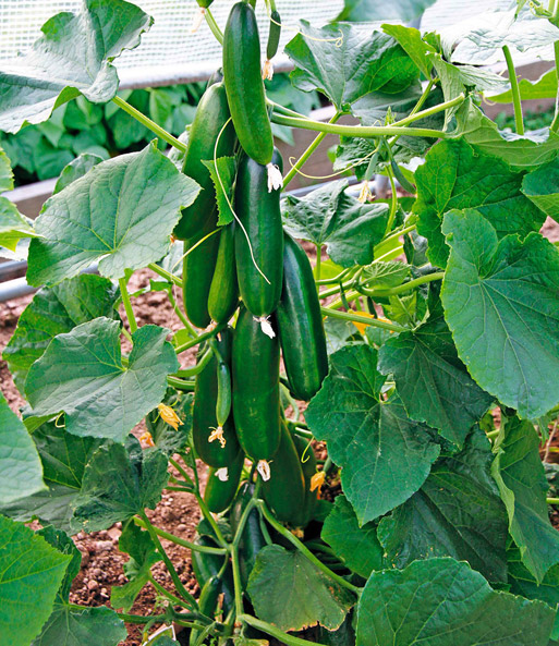Die veredelte Snack-Gurke 'Minik' F1 wurde in einem Garten gepflanzt und trägt viele lange Gurken nahe dem Stamm.