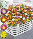 Winterharte Eisblumen 'Wheels of Wonder®' Farbmix