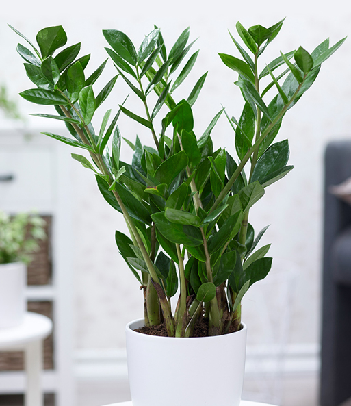 Zamioculcas ca. 55-65 cm hoch