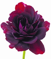 Hänge-Geranien 'Royal Night®'