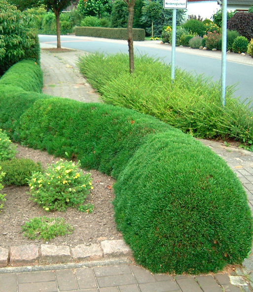 Pinien-Hecke