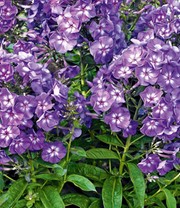 Super-Duft-Phlox-Kollektion