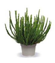 3er-Set Calluna Knospenheide 'Trio-Girls®', je im 12 cm-Topf