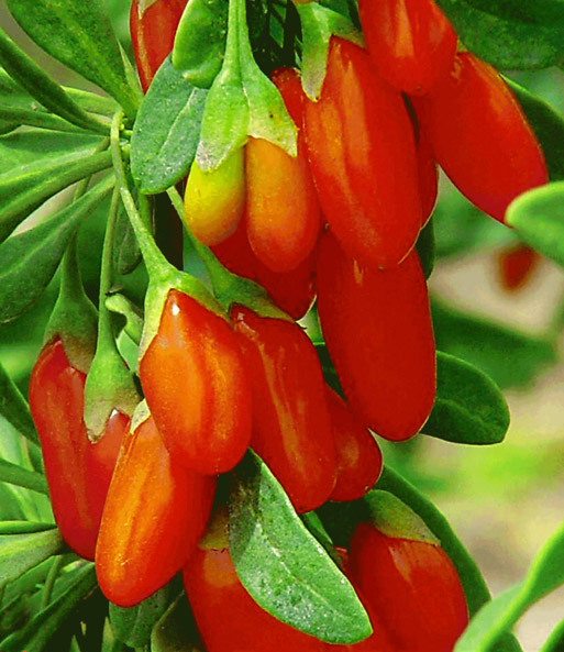 Goji 'Superfruit'