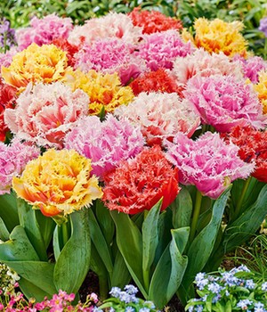 Tulpe 'Queensland Tropical Mix'