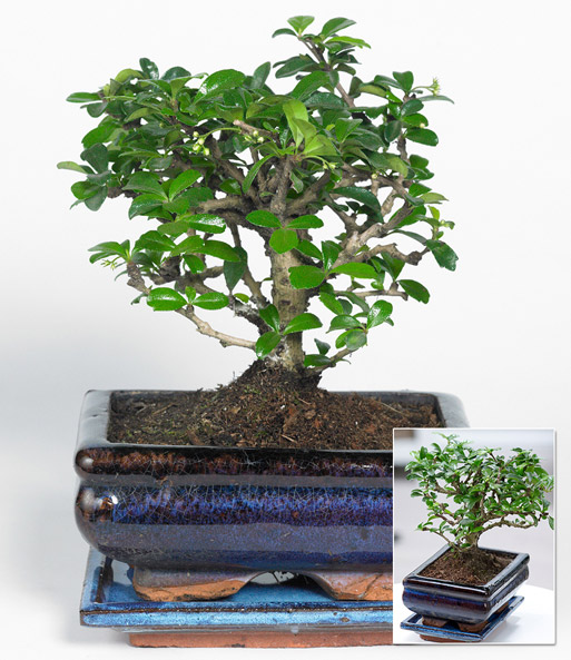 Bonsai Carmona 'Fukientee' inkl. Schale