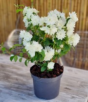 Duftender Gartenjasmin 'Pearls of Perfume®'