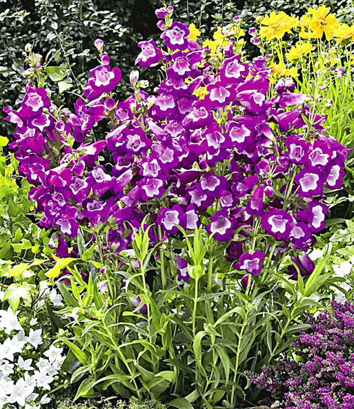 Bartfaden 'Pretty Petticoat'