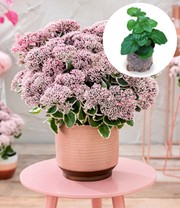 Sedum 'La Vie en Rose'