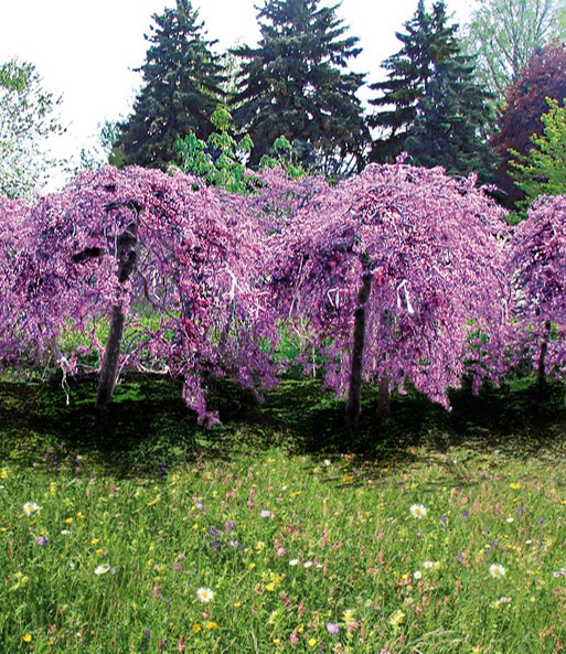 Cercis Lavender Twist Bluhende Straucher Bei Baldur Garten