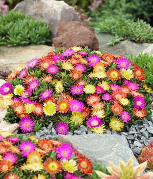 Winterharte Eisblumen 'Summer Mix'