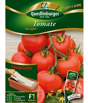Stabtomate 'Harzglut' F1 Saat-Teppich