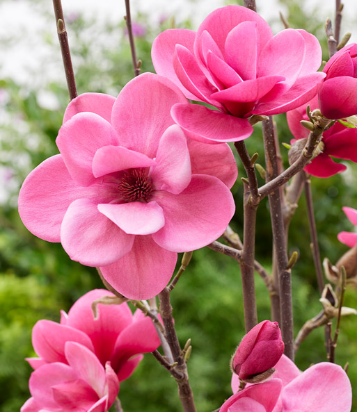 Magnolie 'Watermelon®'