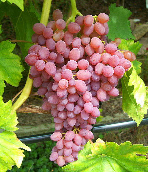 Kernlose Tafeltraube 'Kischmisch rosé'