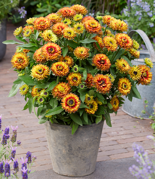 Die Rudbeckia „Verzauberte Dämmerung“ steht blühend in einen Kübel auf einer Terrasse.