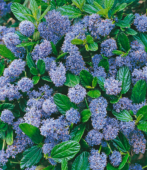 Die Blüten des Blauen Ceanothus „Blue Mound“ wachsen neben den Blättern der Pflanze und ergeben so ein dichtes Geflecht.