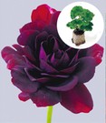 Hänge-Geranien-Mix 'Royal Night® & White Glacier®'