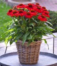 Echinacea 'SunMagic Vintage Electric Orange®'