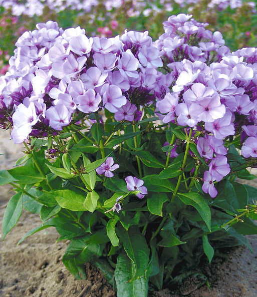 Duft-Phlox 'Jeff´s Blue'