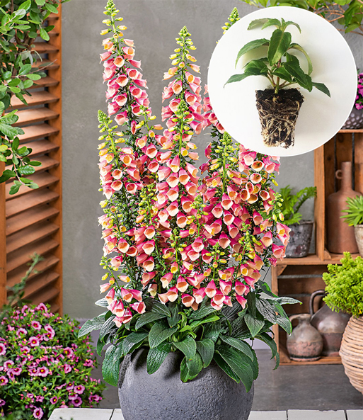 Digitalis 'Arctic Fox®'