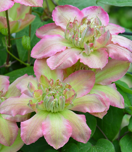 Clematis 'Pistachio Cake®'
