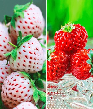 Erdbeer-Kollektion 'Framberry®' & 'White Dream®'