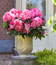 Rhododendron XXL®