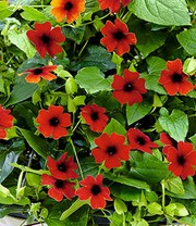 Rote Thunbergia 'Brownii'