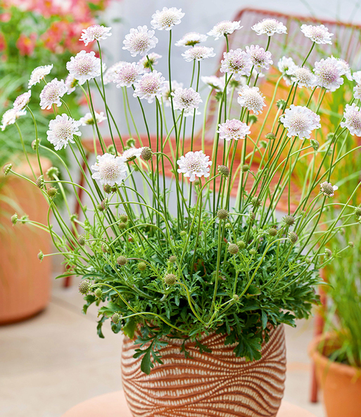 Die Skabiose „Kudo White“ lässt Ihre weißen Blüten mit pinken Akzenten in einem Topf auf einer Terrasse erblühen.