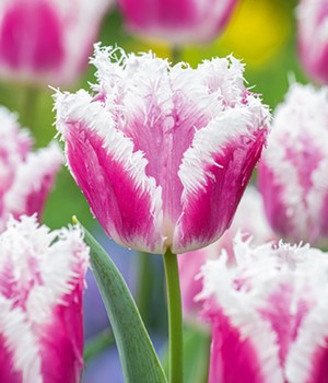 Crispa-Tulpe 'Siesta'