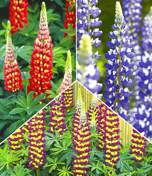 Lupinen-Raritäten-Kollektion
