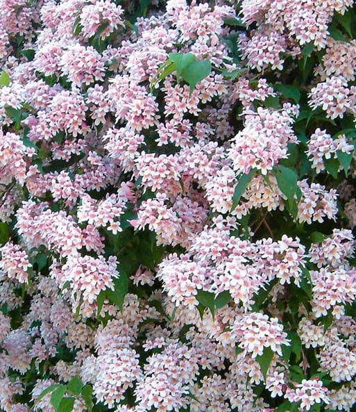 Nahaufnahme der rosa-weißen Blüten des Rosa Perlmuttstrauch.