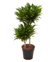 Dracena 'Compacta' ca. 55 cm hoch