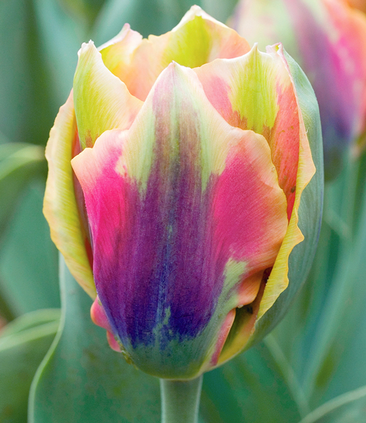 Tulpe 'Artist'