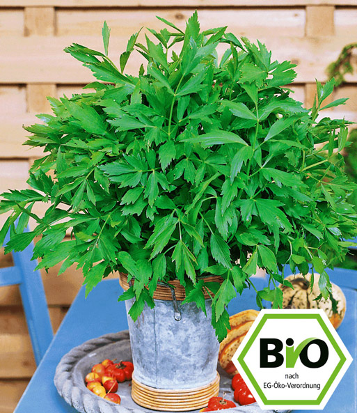 Der BIO-Liebstöckel wächst buschig in einem Metall-Übertopf auf einem Terrassentisch. Siegel: BIO nach EG-Öko-Verordnung.