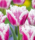 Crispa-Tulpe 'Siesta'