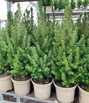Zuckerhutfichte Picea Clauca Conica, inkl. Topf 60/70 cm hoch