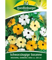 Schwarzäugige Susanne