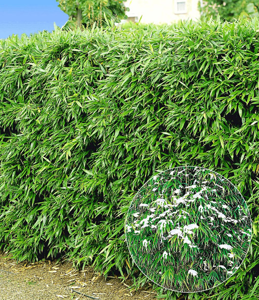 Winterharte Bambus-Hecke im 2-Liter Container