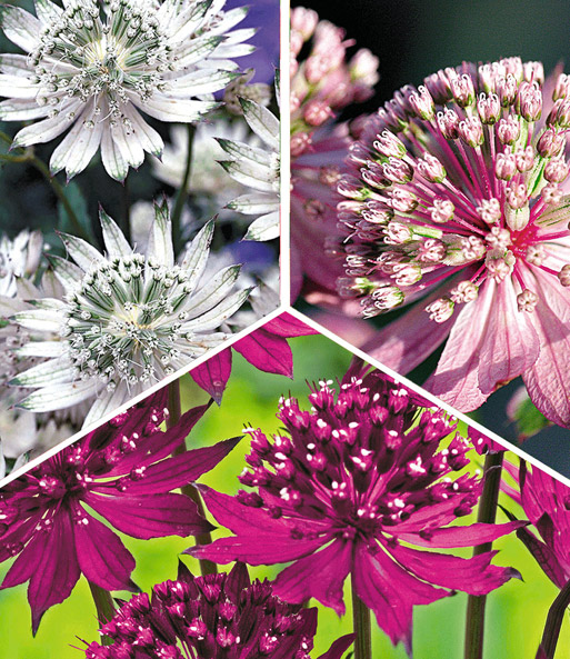 Astrantia 'Raritäten-Mix'
