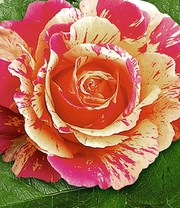 Maler-Rose® 'Claude Monet®'