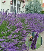 Lavendel 'Phenomenal®'