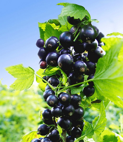 Johannisbeere 'Cassisima® Naroma'