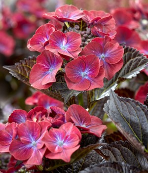 Hortensie 'After Midnight®'