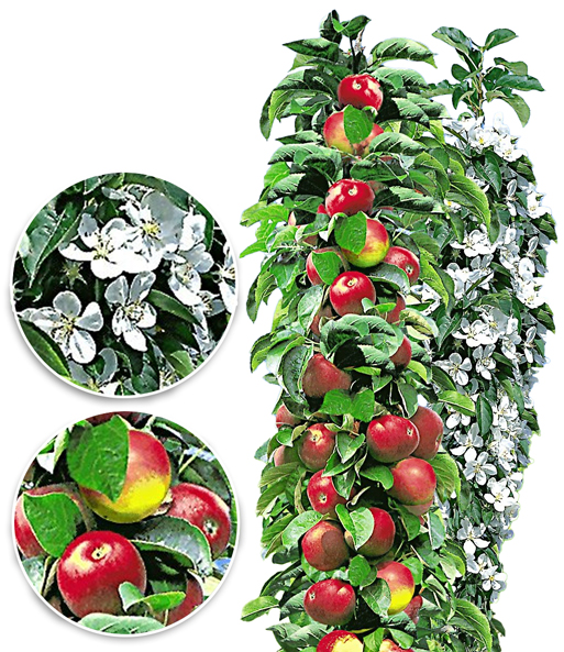 Säulen-Apfel 'Acrobat®'