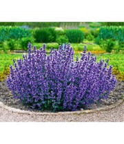 Nepeta 'Cat's Pajamas'